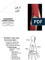 Rodilla y Tobillo, Biomecanica o Fisiologia Articular