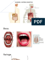 Aparato-Digestivo.