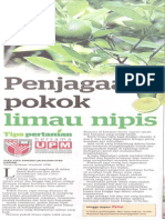 Limau Nipis Upm