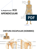 Sistema Esquelético Apendicular