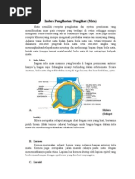 Rangkuman Alat Indera Pada Manusia