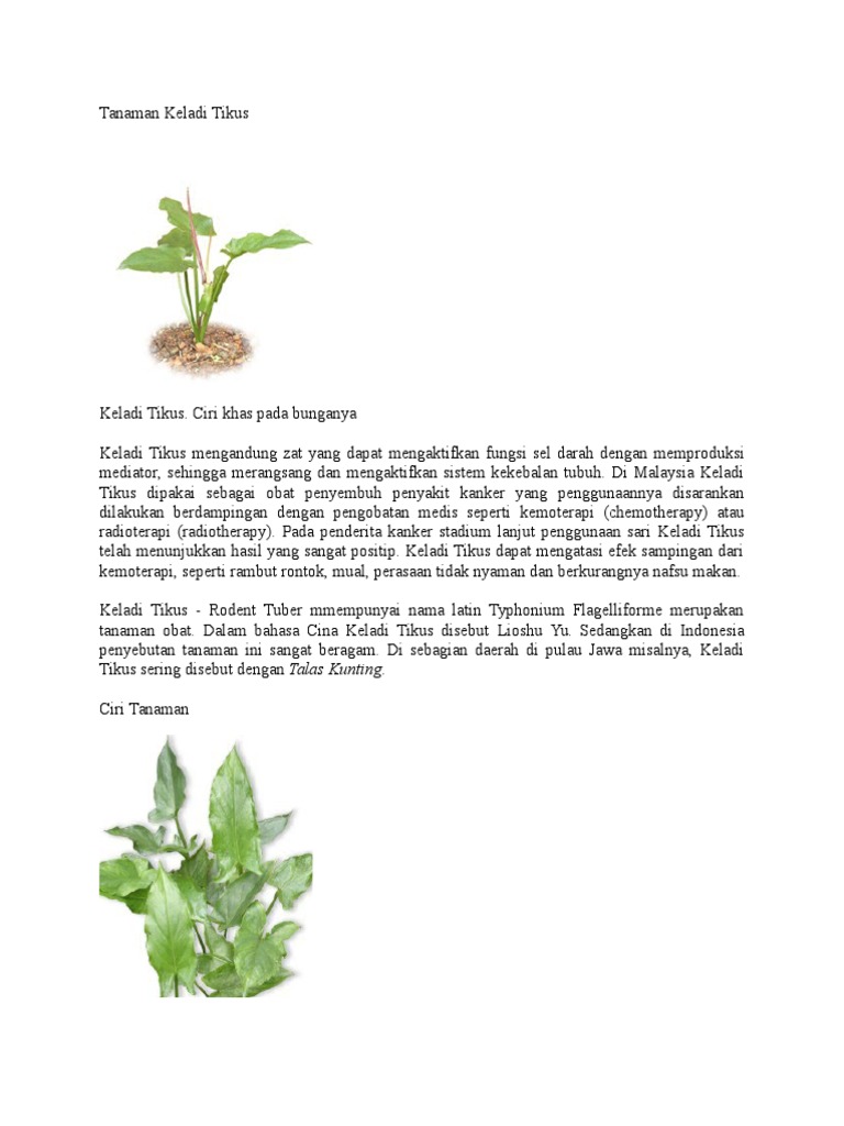 Kornovalda jinsiy orgiyalar