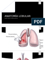 Anatomía Lobular