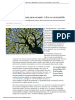 Fotosíntesis - El Secreto de Las Plantas para Convertir La Luz en Combustible - Ciencia - EL PAÍS