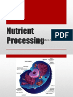 Nutrient Processing: Overview of Nutrient Transformation Systems