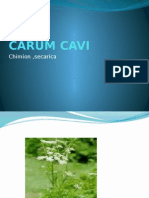 Carum Cavi 2