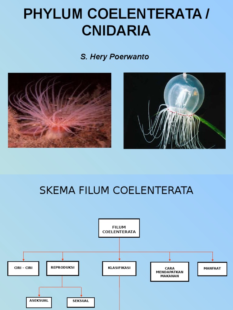 600+ Gambar Hewan Filum Coelenterata Gratis Terbaik