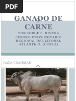 Razas Cebú: Características y Origen | PDF | Vacas | Animales domesticados