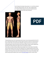 Anatomy Tulang Belakang