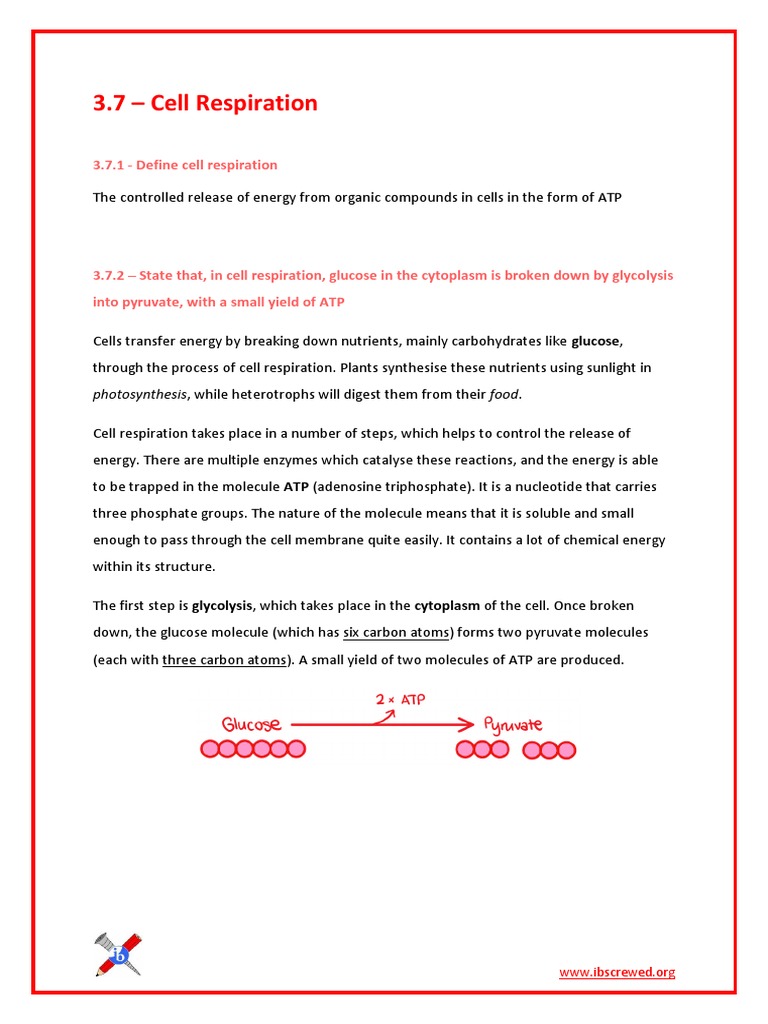 Understanding Cell Respiration Processes | PDF | Cellular Respiration ...