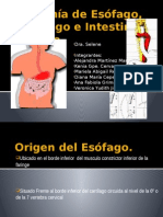 Anatomía-de-Esófago-Estomago-e-Intestino-Delgado (1).pptx