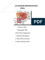 Makalah Sistem Reproduksi Pria