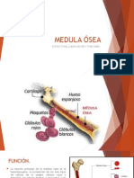 Medula Ósea: Estructura, Función y Clasificación