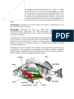 Exposición Osteíctios.docx