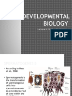 Developmental Biology: Lecture Ii: Spermatogenesis