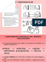 sistemacirculatorio.ppt