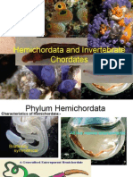 Hemichordata and Invertebrate Chordates