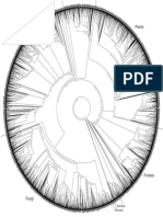 Phylogenetic Tree