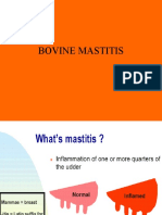 Bovine Mastitis