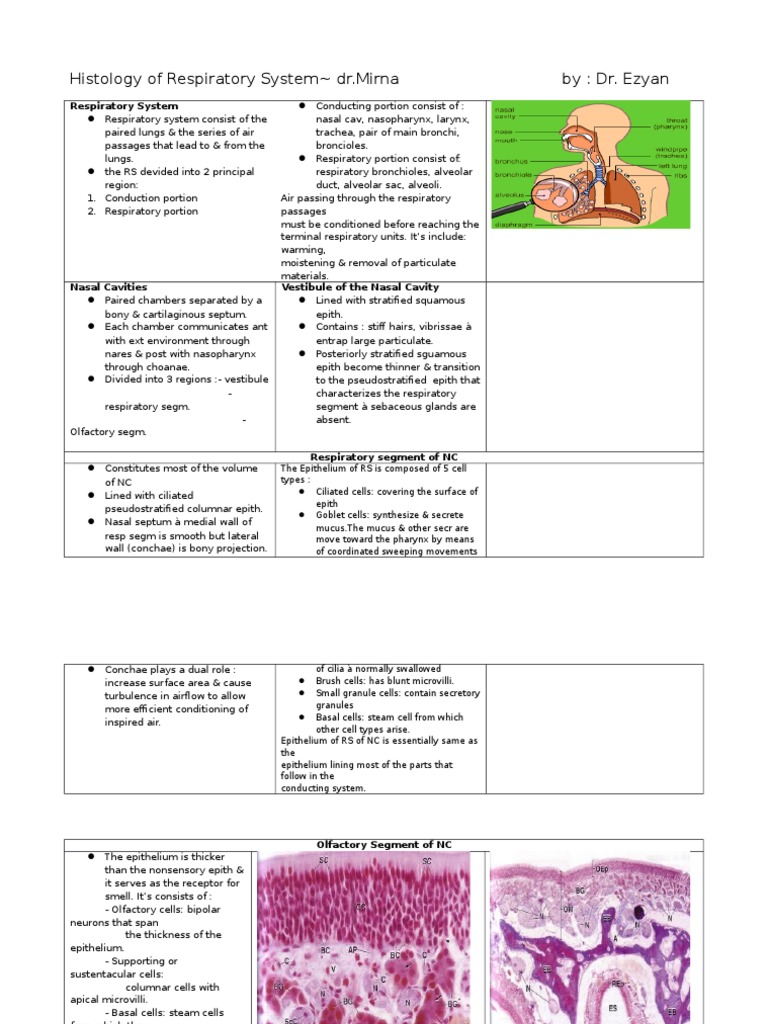 Histology of Respiratory System Respiratory Tract Epithelium
