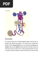 Fetal Circulation Flow Chart | PDF