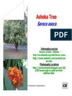 Legendary Ashoka Tree: Facts and Mythology