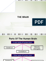 Parts of The Human Brain