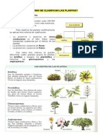 Cómo Se Clasifican Las Plantas