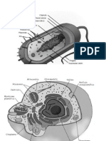 Células Procariotas y Eucariotas