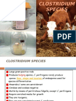 Clostridium Species