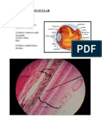 olho (1).pdf