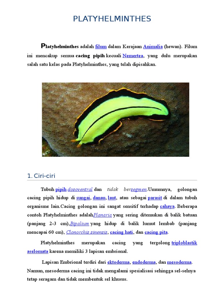 Contoh dan Ciri Cacing Pipih Platyhelminthes | PDF