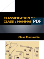 Classification of Class Mammalia