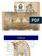 Clase Torax Abdomen