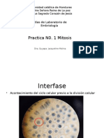 Practica N01 Mitosis