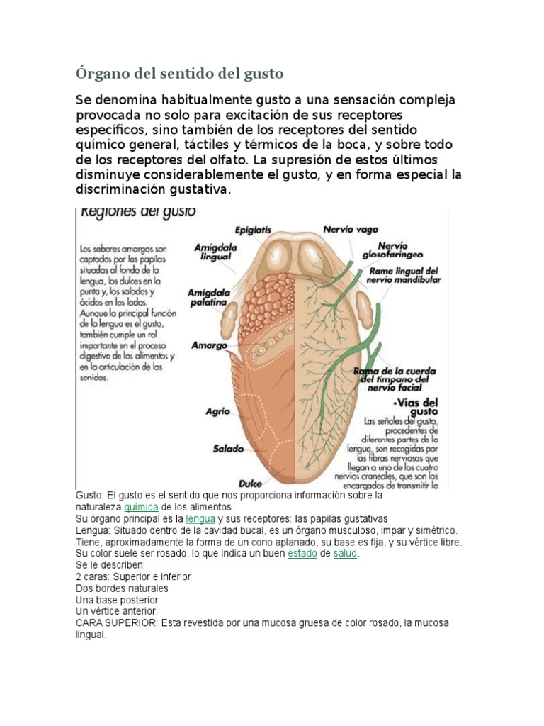 Órgano Del Sentido Del Gusto Gusto Sabor