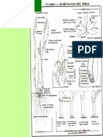 Morfologia y Fisiologia de Los Cereales