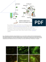 Sst5501 Lecture 2. Rhizosphere Sys (Cont)