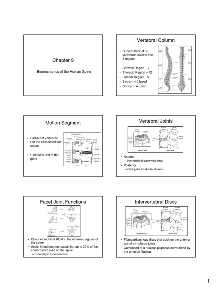 Vertebral Column: Biomechanics of The Human Spine | PDF | Social ...