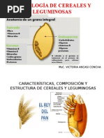 Características, Composición y Estructura de Cereales y