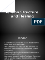 Tendon Healing