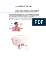 Anatomía de La Laringe