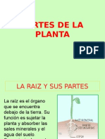 Partes de La Planta Internas y Externas