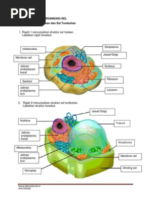 Latihan 2 1 Sel Haiwan Dan Sel Tumbuhan Pdf