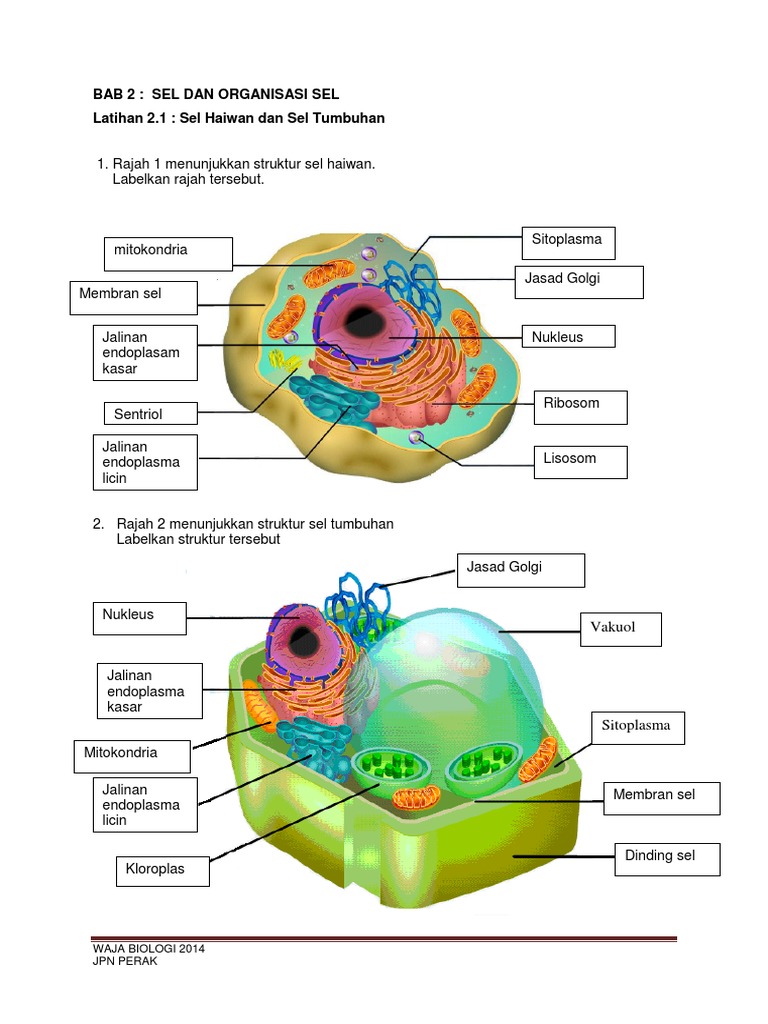 Latihan 2 1 Sel Haiwan Dan Sel Tumbuhan Pdf