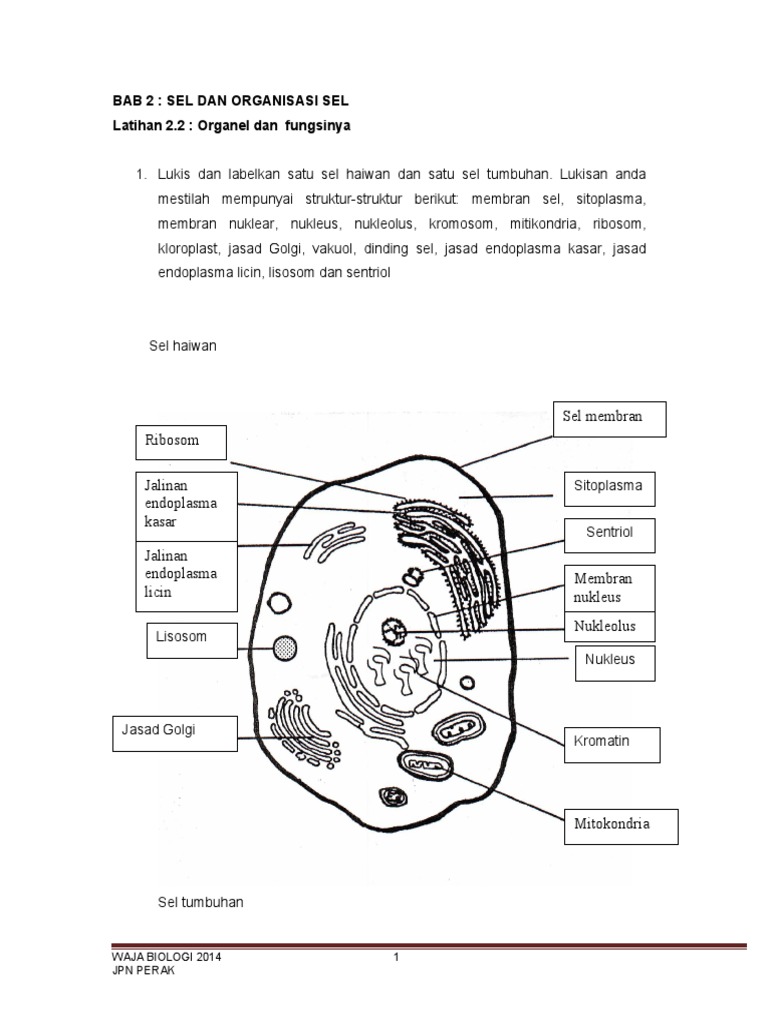 Latihan 2 2 Organel Dan Fungsi Pdf Pdf