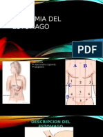 Anatomia Del Estomago