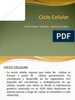 Ciclo Celular