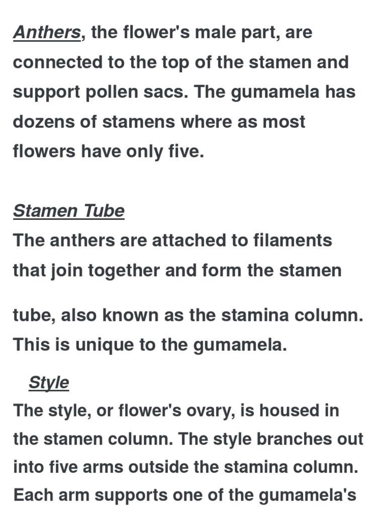 Functions and Parts of Gumamela | PDF | Petal | Flowers