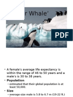 Whale